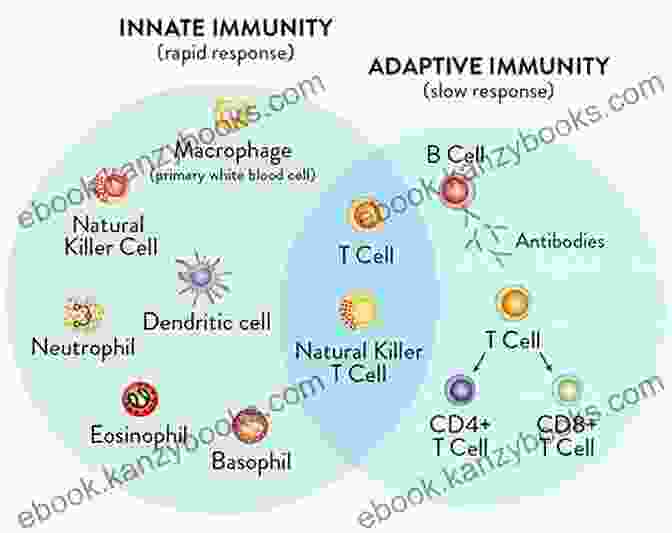 Diagram Showing The Differences Between Innate And Adaptive Immunity Thorn In The Starfish: The Immune System And How It Works