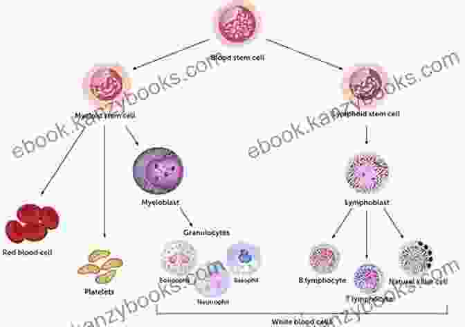 Image Showing Different Types Of Immune System Cells Thorn In The Starfish: The Immune System And How It Works